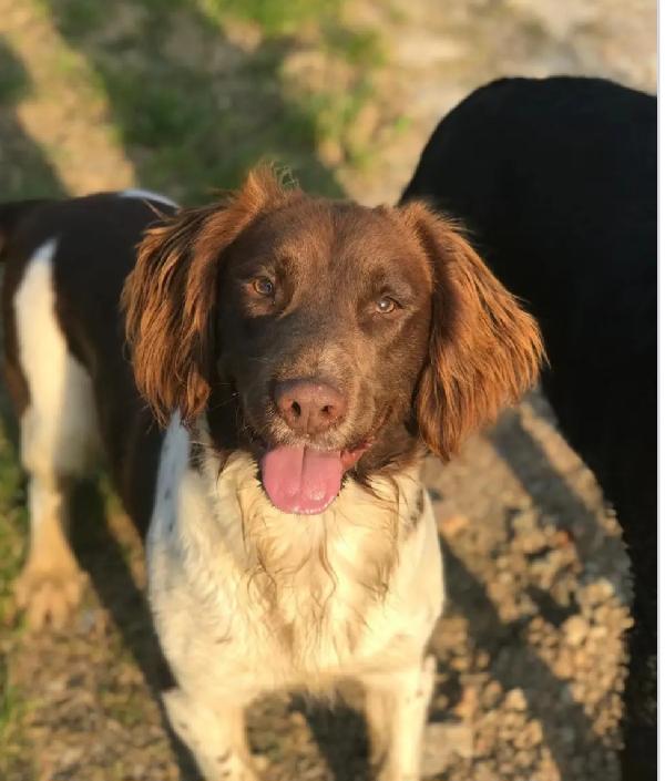Springer Spaniel 8Anni Padrone Deceduto!Bergamo